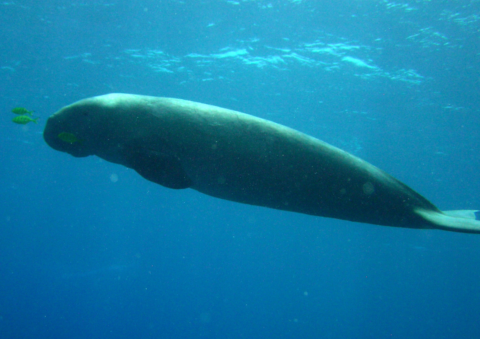 Dugong Egypt