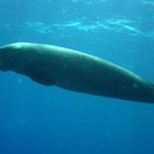 Dugong Egypt