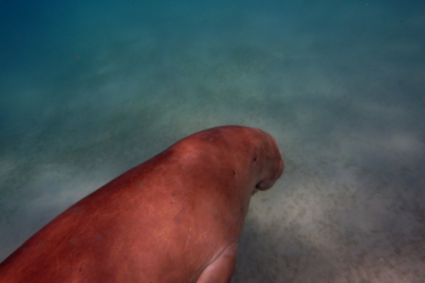 Dugong