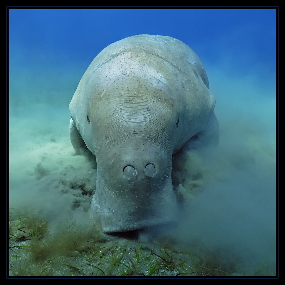 Dugong