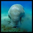 Dugong