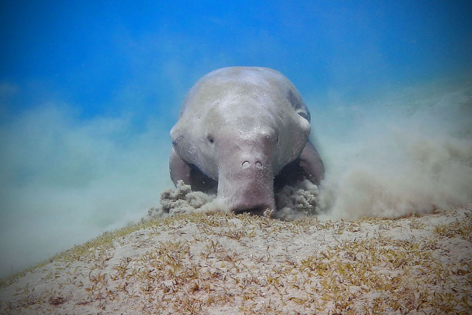 Dugong Frontal