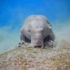 Dugong Frontal