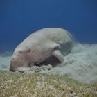 Dugong in Abu Dabab III