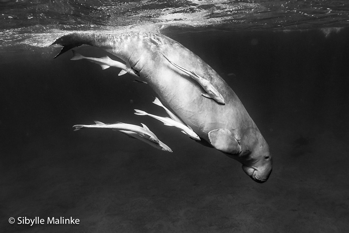 Dugong in black and white