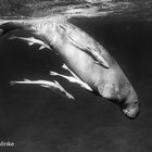 Dugong in black and white