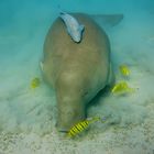 Dugong in Marsa Alam