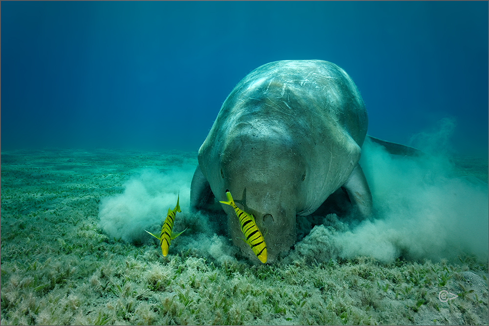 Dugong in Marsa Eagla