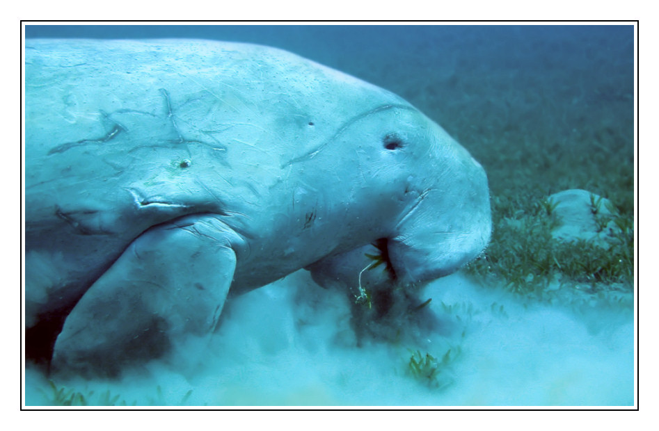 Dugong (indopazifische Seekuh)