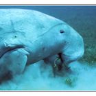 Dugong (indopazifische Seekuh)