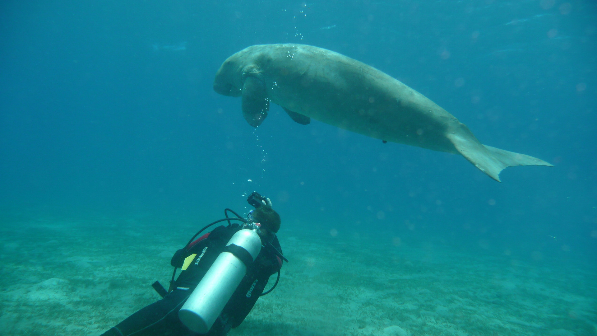 Dugong Marsa Egla, Urlaub 2014