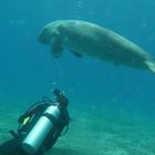 Dugong Marsa Egla, Urlaub 2014