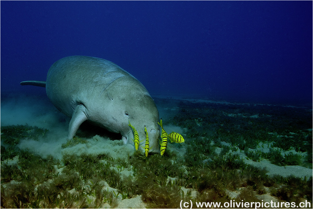 Dugong mit Begleitung