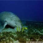 Dugong mit Begleitung