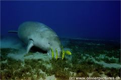 Dugong mit Begleitung