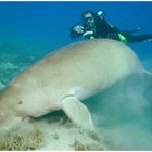 Dugong mit Begleitung