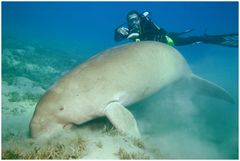 Dugong mit Begleitung