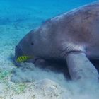 Dugong mit Pilotfisch, Marsa Alam