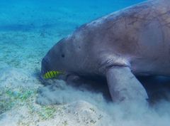 Dugong mit Pilotfisch, Marsa Alam