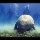 Dugong mit Tauchern