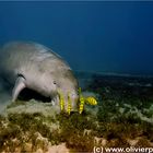 Dugong reloaded