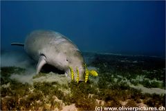 Dugong reloaded