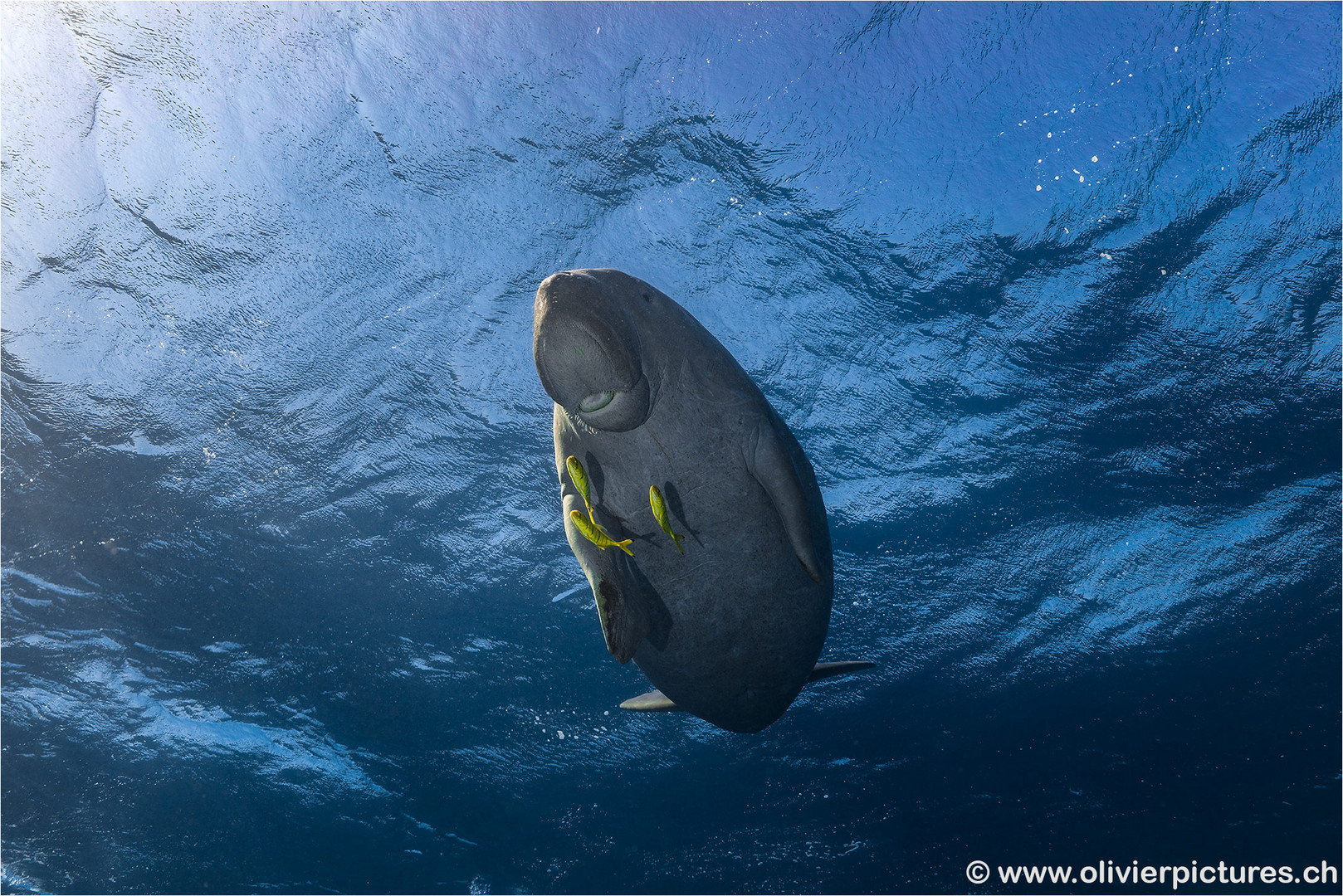 Dugong reloaded Foto & Bild | unterwasser, uw-salzwasser, natur-kreativ
