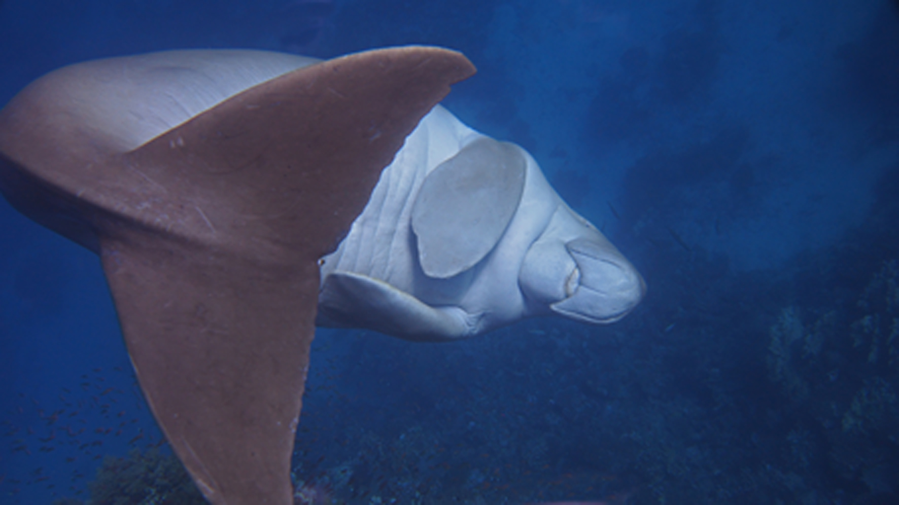 Dugong (Seekuh) beim Purzelbaum