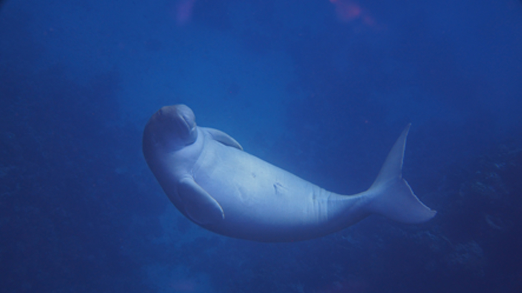 Dugong (Seekuh) Rotes Meer, Lahami Bay