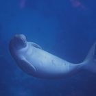 Dugong (Seekuh) Rotes Meer, Lahami Bay