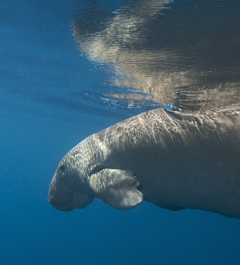 Dugong ... tief Luft geholt...