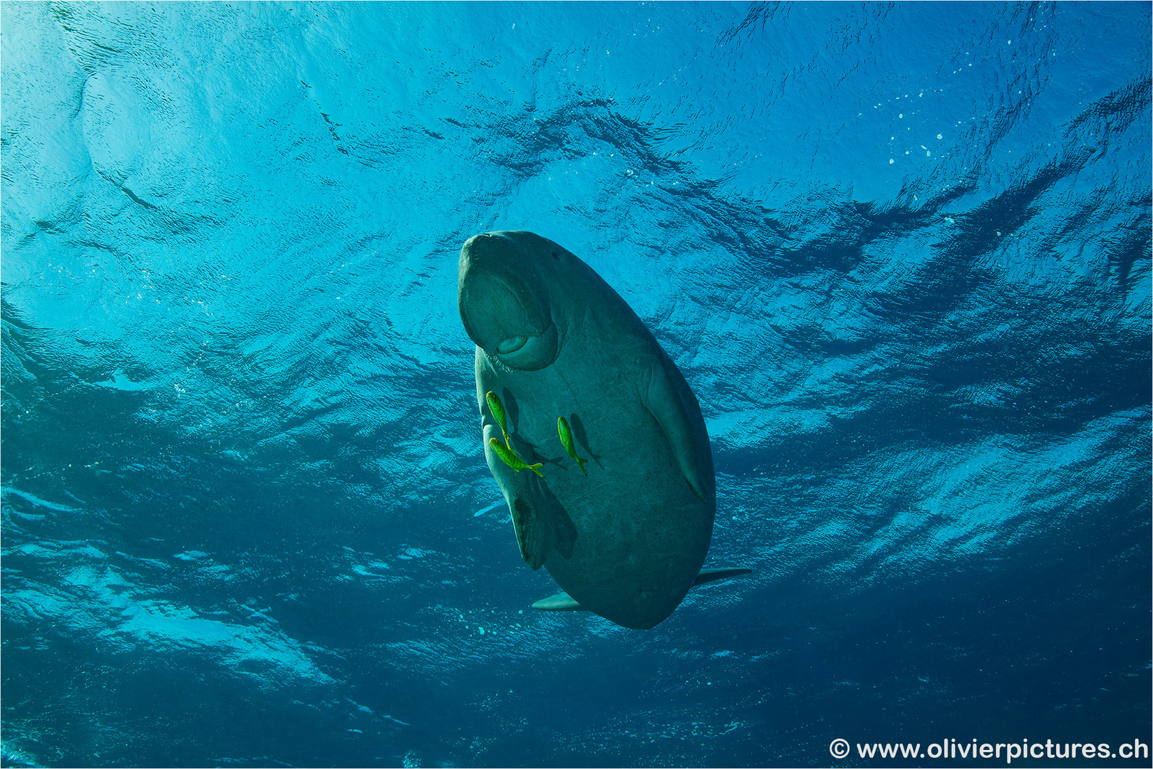 Dugong von unten