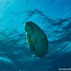 Dugong von unten