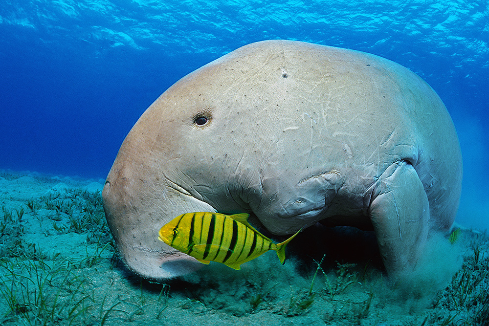 Dugong vor Marsa Alam