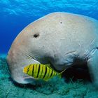 Dugong vor Marsa Alam