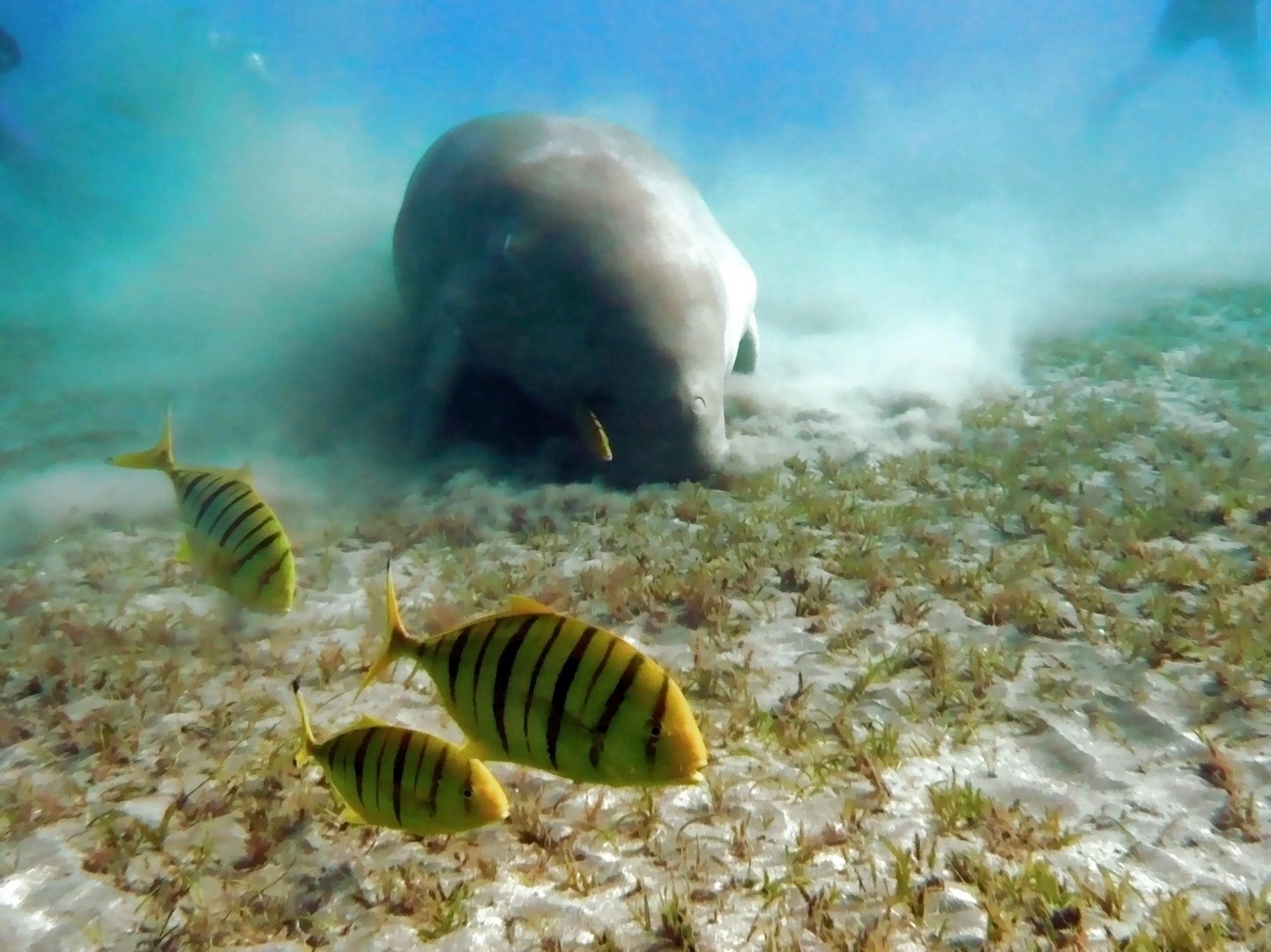 Dugongs - Es gibt sie doch