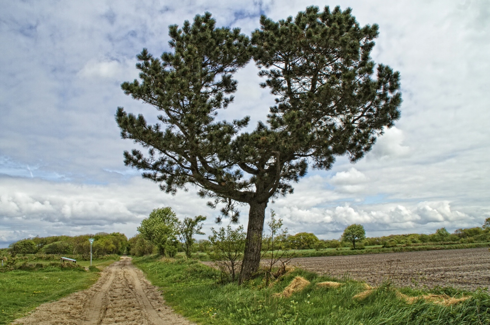 Duhner Heide 02