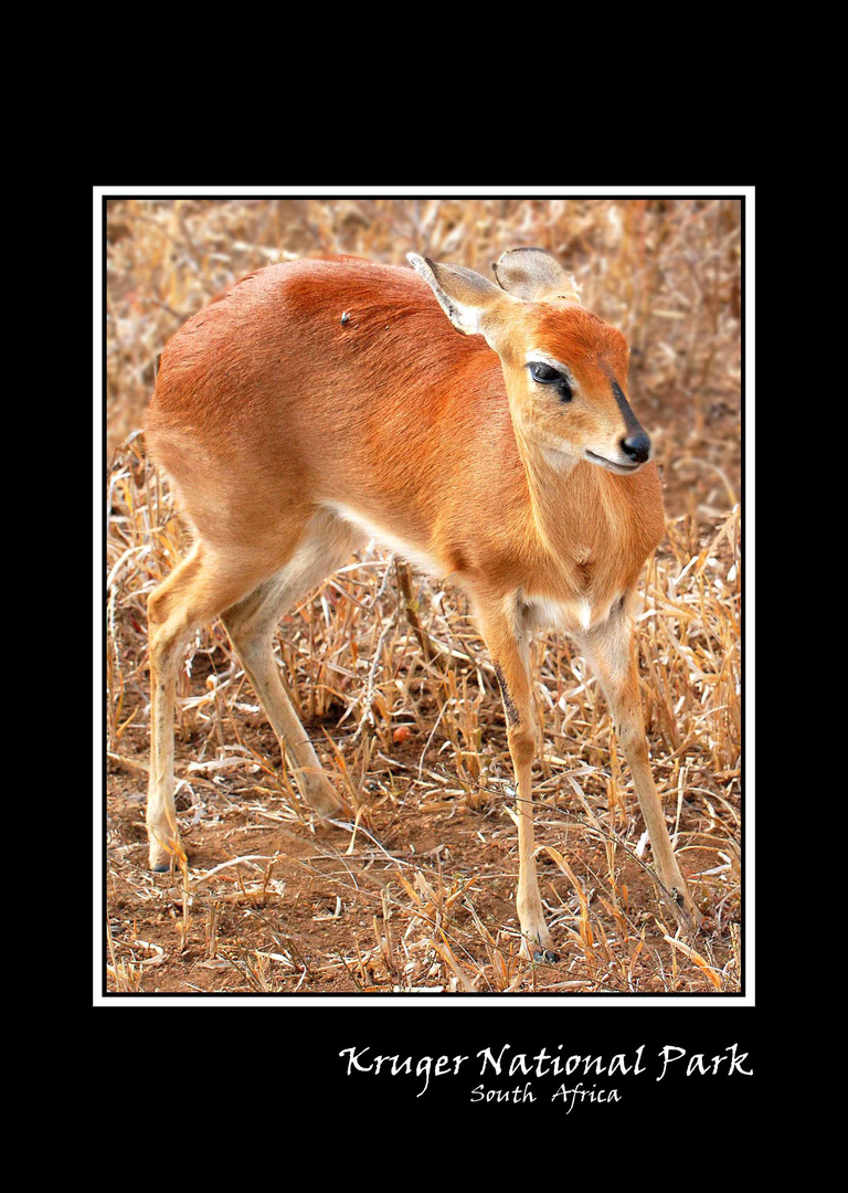 DUIKER......