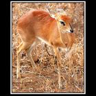 DUIKER......