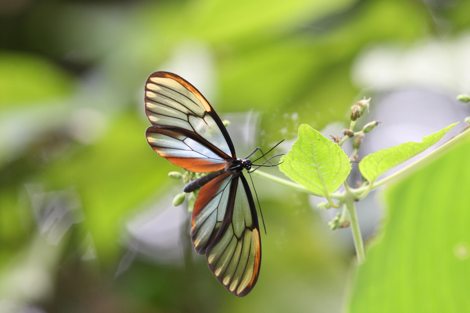 Duillia Clearwing