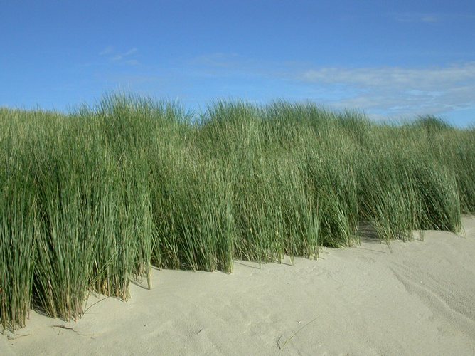 duinen