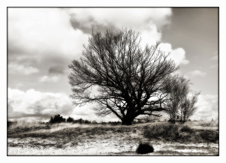 duinen in z/w