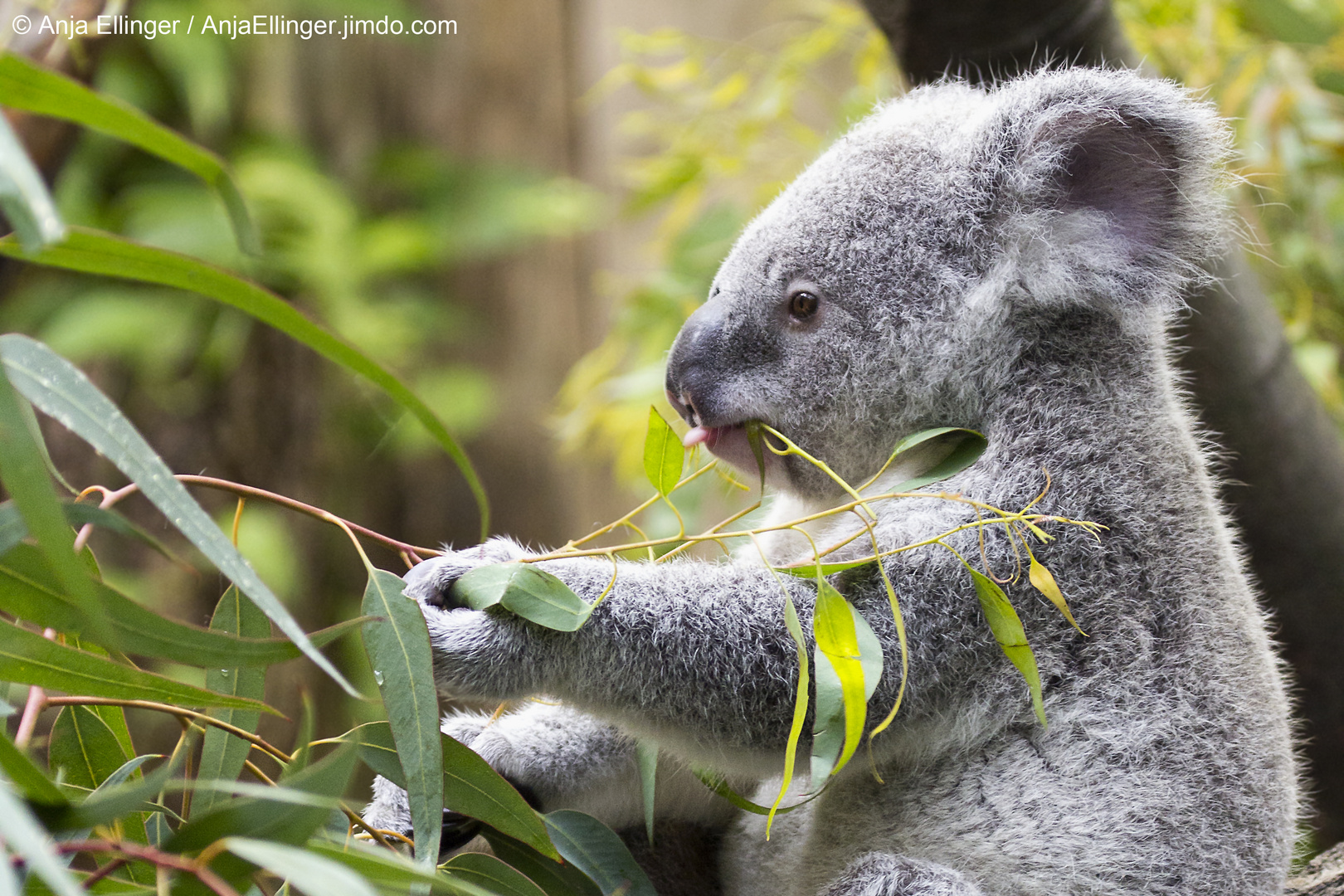 Duisburg #1 - Der Koala