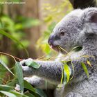 Duisburg #1 - Der Koala