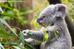 Duisburg #1 - Der Koala