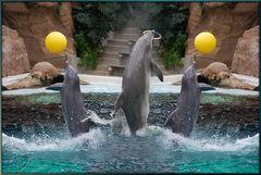 Duisburg Dolphin´s Show