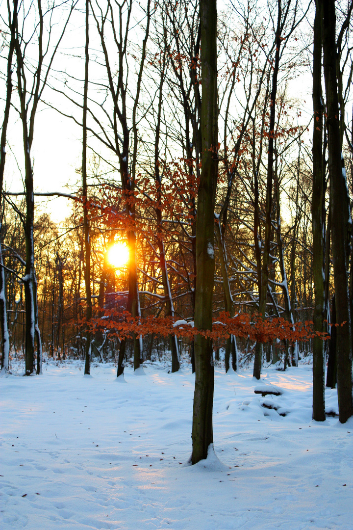 Duisburg Wald