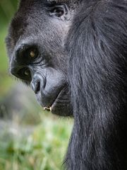 Duisburg Zoo