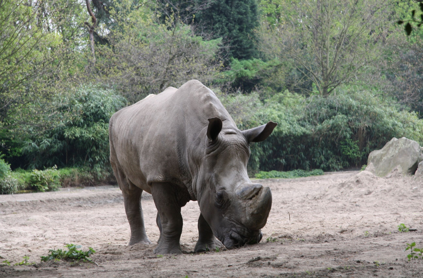 Duisburg Zoo Nashon