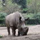 Duisburg Zoo Nashon